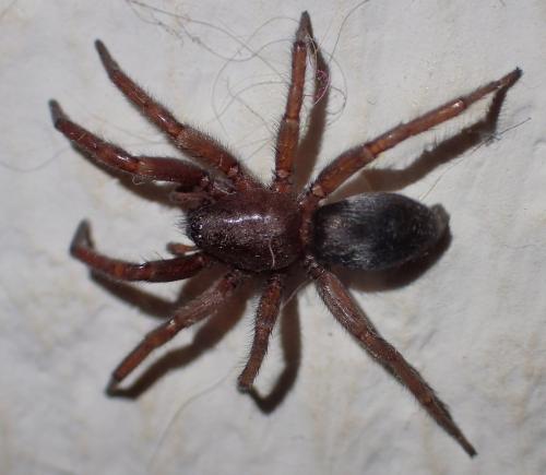 Scotophaeus sp.